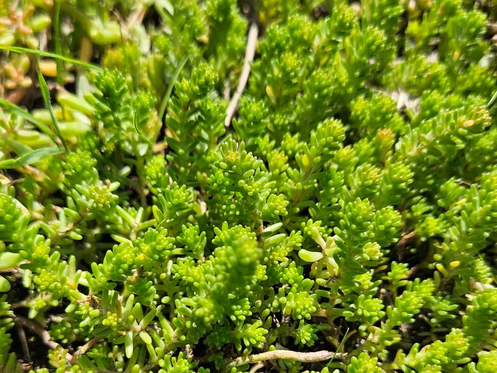 English Stonecrop (Sedum Anglicum) — To encourage a denser growth habit; ground cover / perennial with pink and purple and red blooms