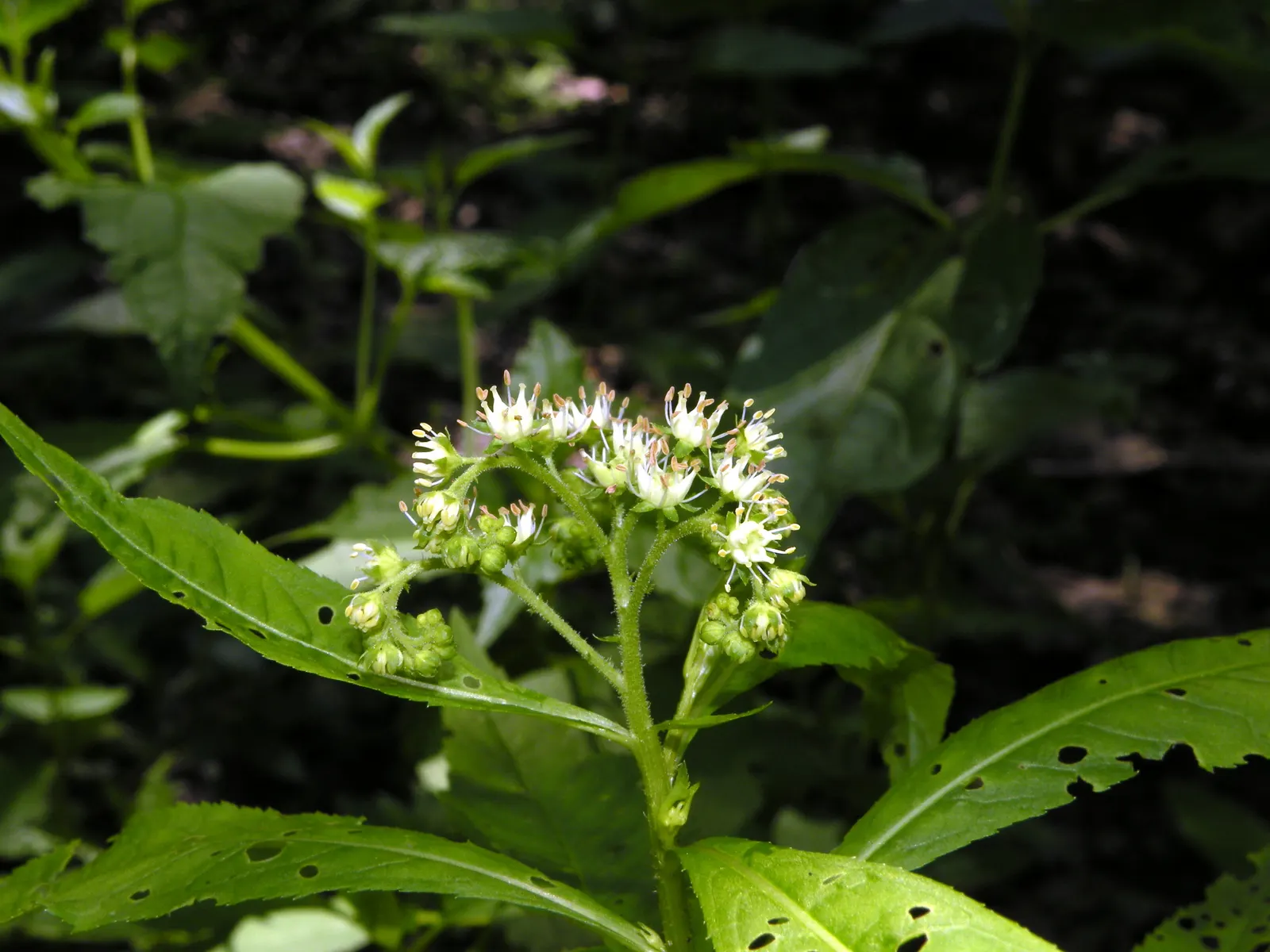 English Stonecrop (Sedum Anglicum) — contributing to the health of the garden ecosystem