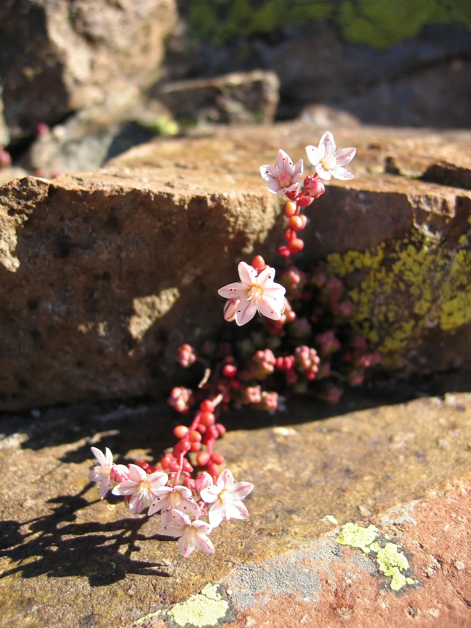 English Stonecrop (Sedum Anglicum) — This charming plant offers a textured carpet of fleshy; or as a groundcover in xeriscaping design due to its drought