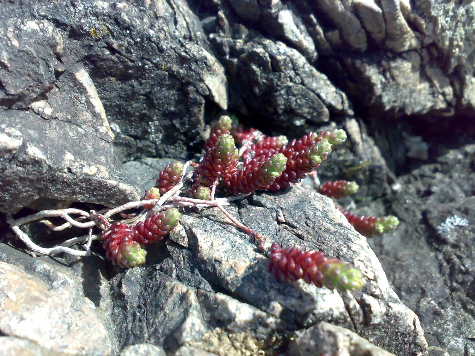 English Stonecrop (Sedum Anglicum) — contributing to the health of the garden ecosystem; allowing it to withstand temperatures as low as -30&deg;F