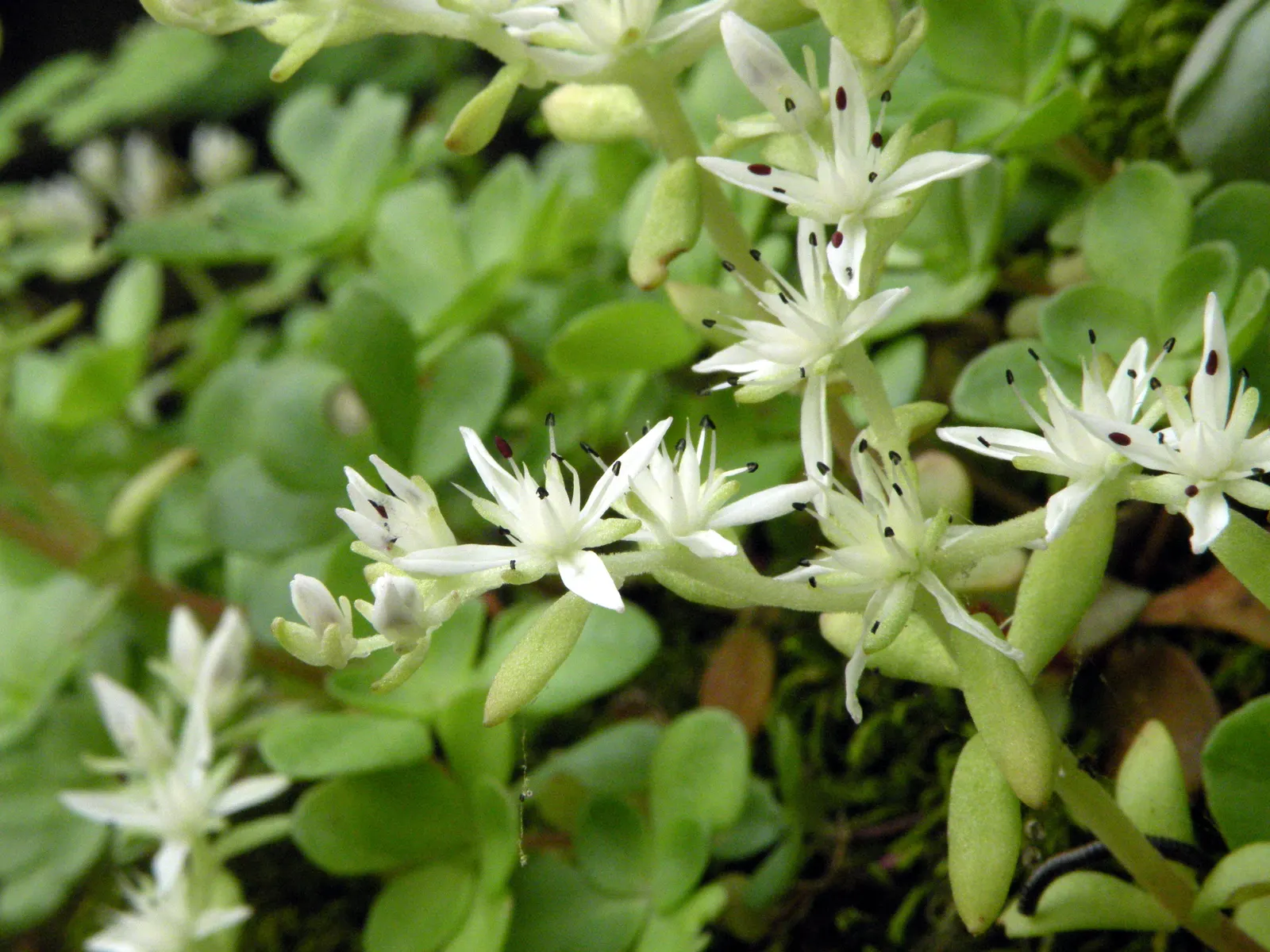 English Stonecrop (Sedum Anglicum) — providing excellent ground cover and attracting pollinators