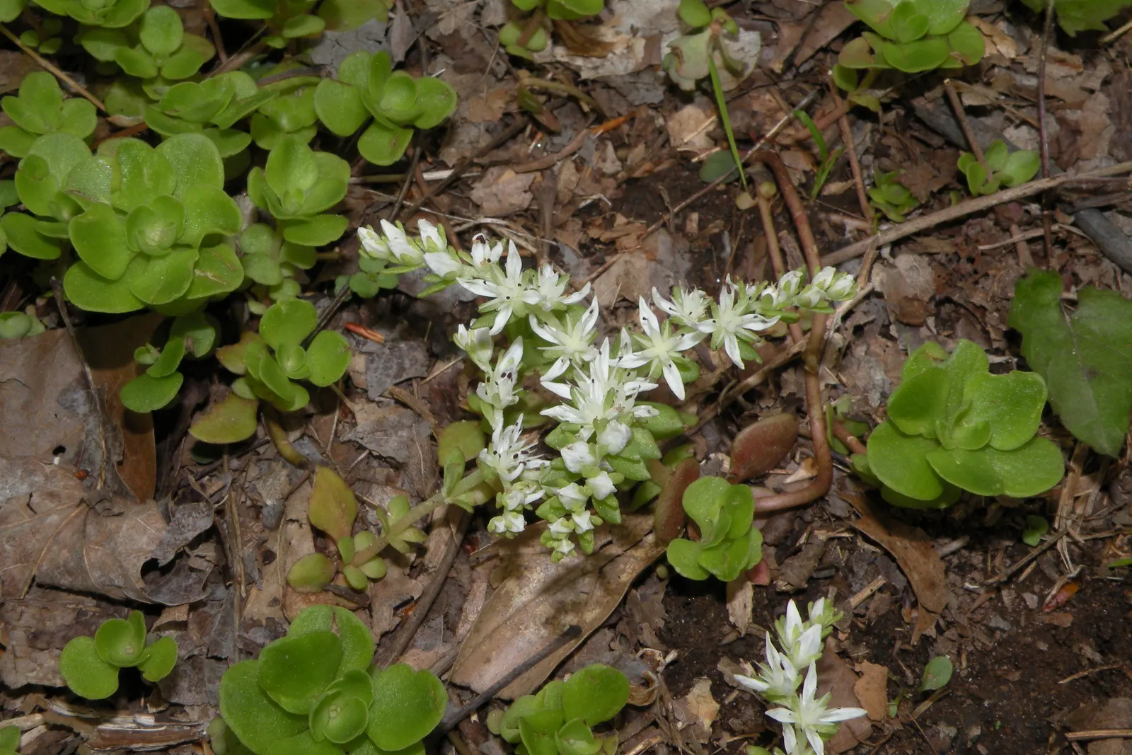 English Stonecrop (Sedum Anglicum) — evergreen leaves that are typically about 0.5 inches long