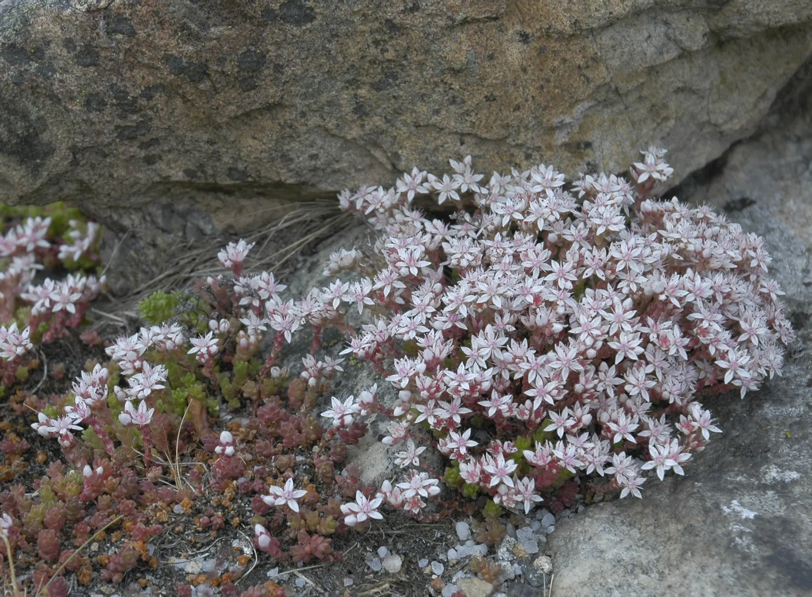 English Stonecrop (Sedum Anglicum) — gravelly soils and thrives in full sun to partial shade; ideal for low-maintenance landscapes, image 76