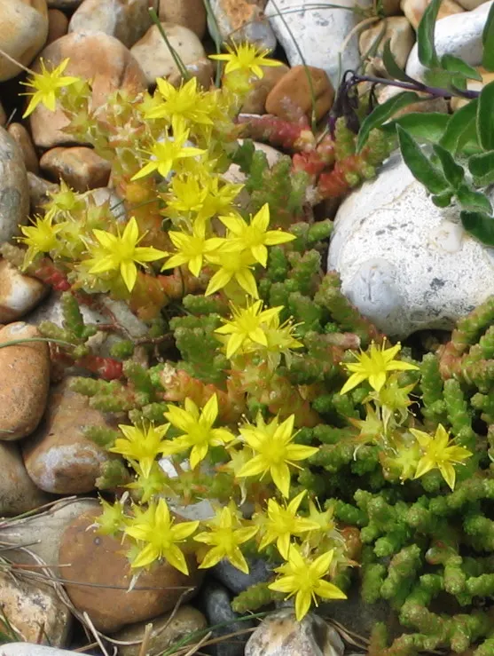 English Stonecrop (Sedum Anglicum) — This low-growing succulent reaches 3-5 inches tall, preferring full sun to part shade