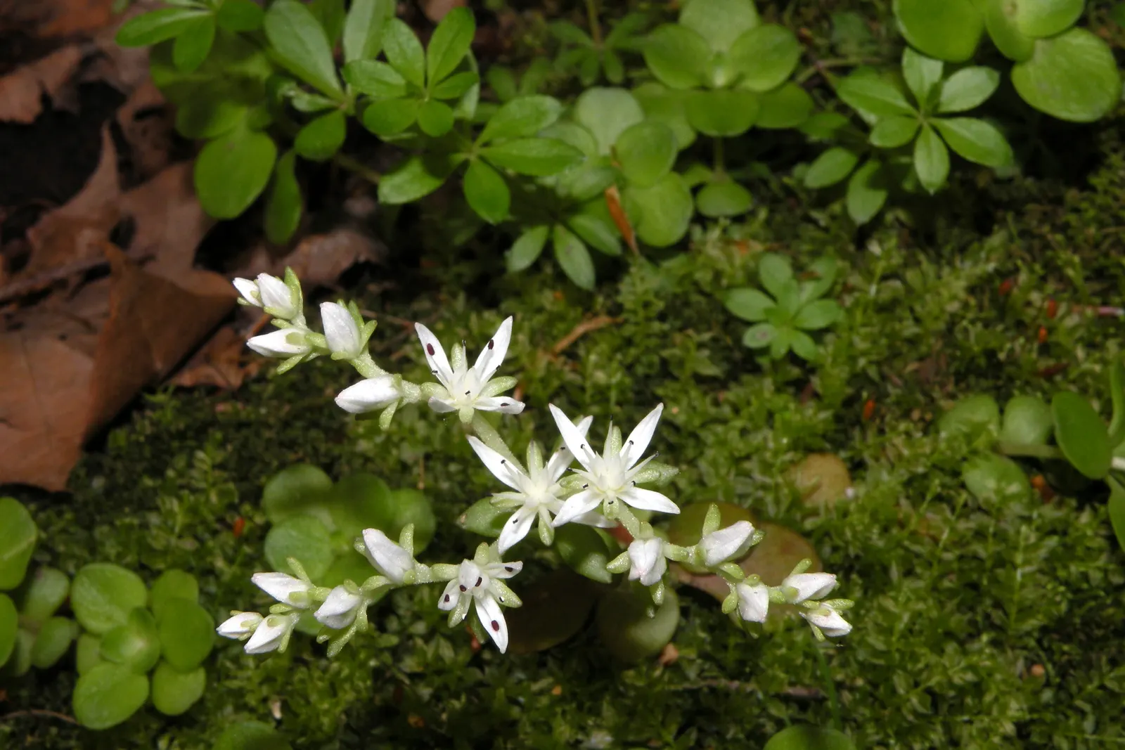 English Stonecrop (Sedum Anglicum) — English Stonecrop prefers well-drained; ground cover / perennial for full or half