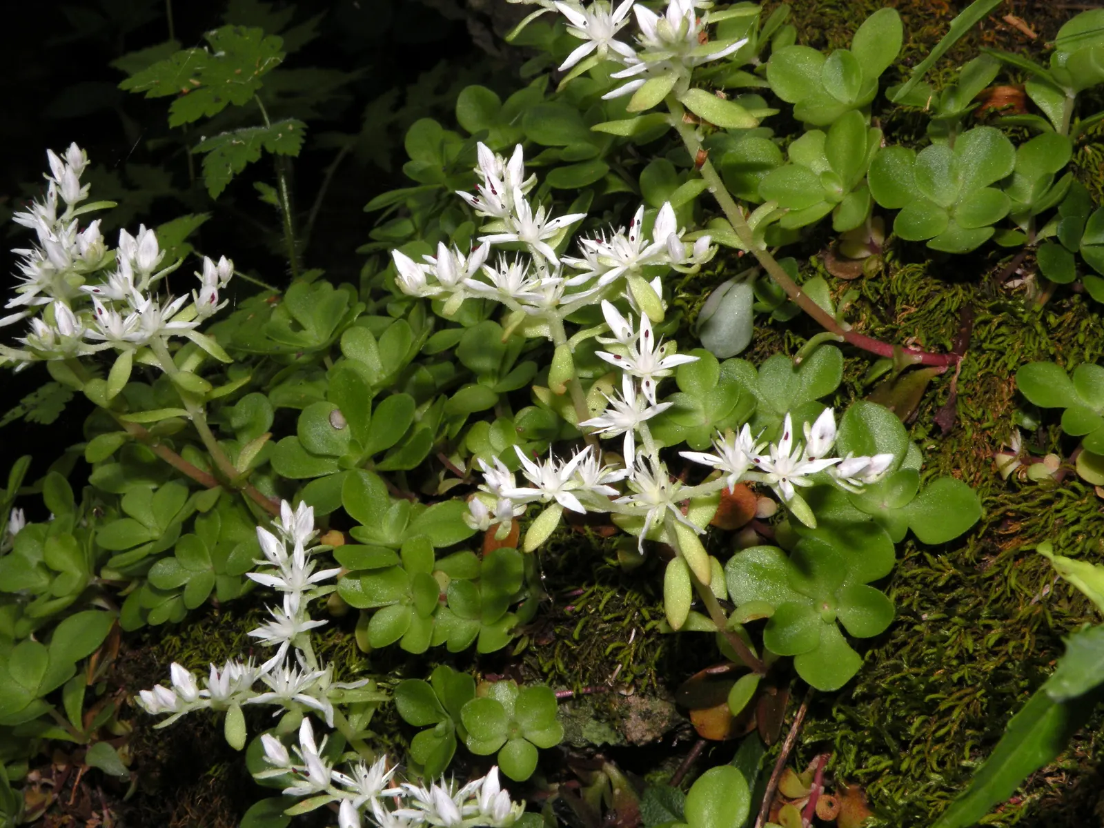 English Stonecrop (Sedum Anglicum) — pink-tinged white flowers