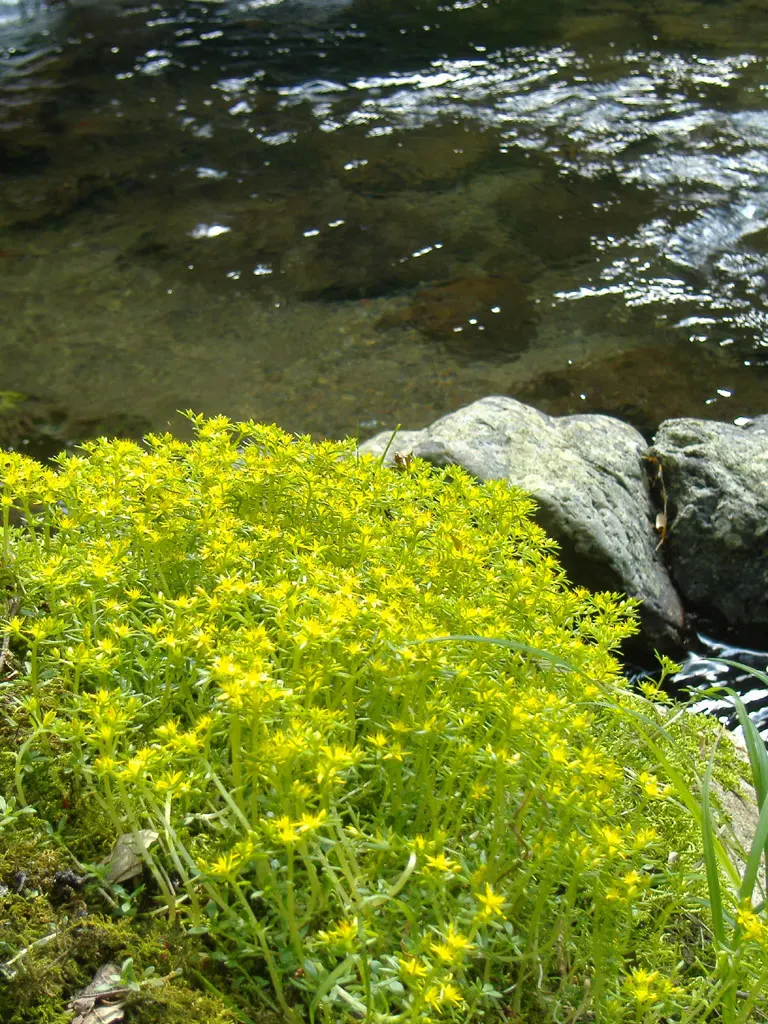 English Stonecrop (Sedum Anglicum) — spreading habit.<br><br>Educating the client