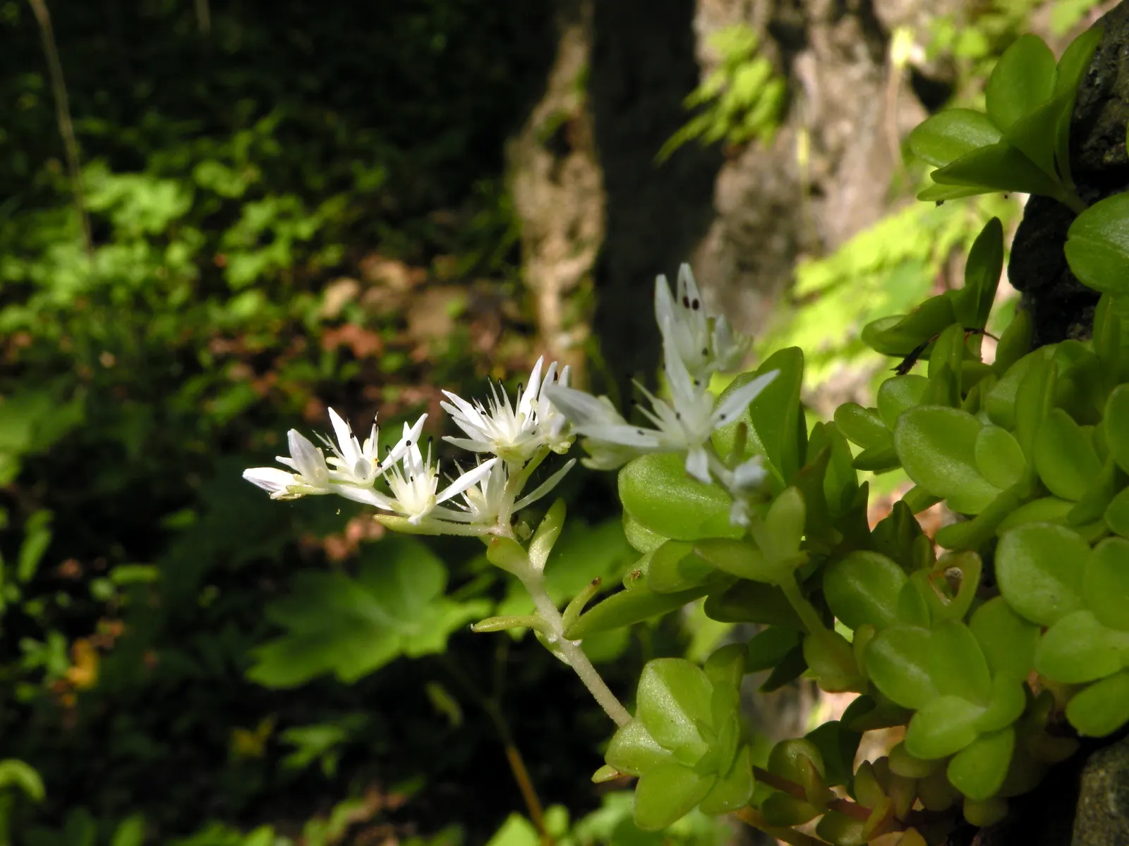 English Stonecrop (Sedum Anglicum) — perennial succulent ideally suited for rock gardens