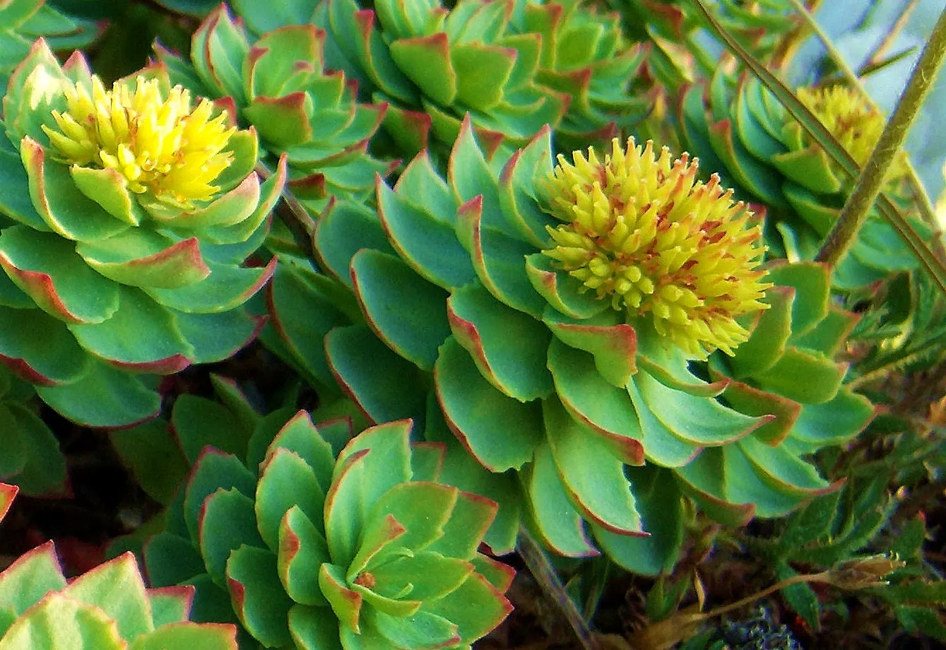 English Stonecrop (Sedum Anglicum) — particularly from June to August