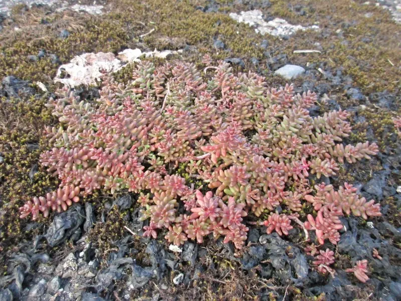 English Stonecrop (Sedum Anglicum) — it attracts pollinators like bees and butterflies; particularly from June to August