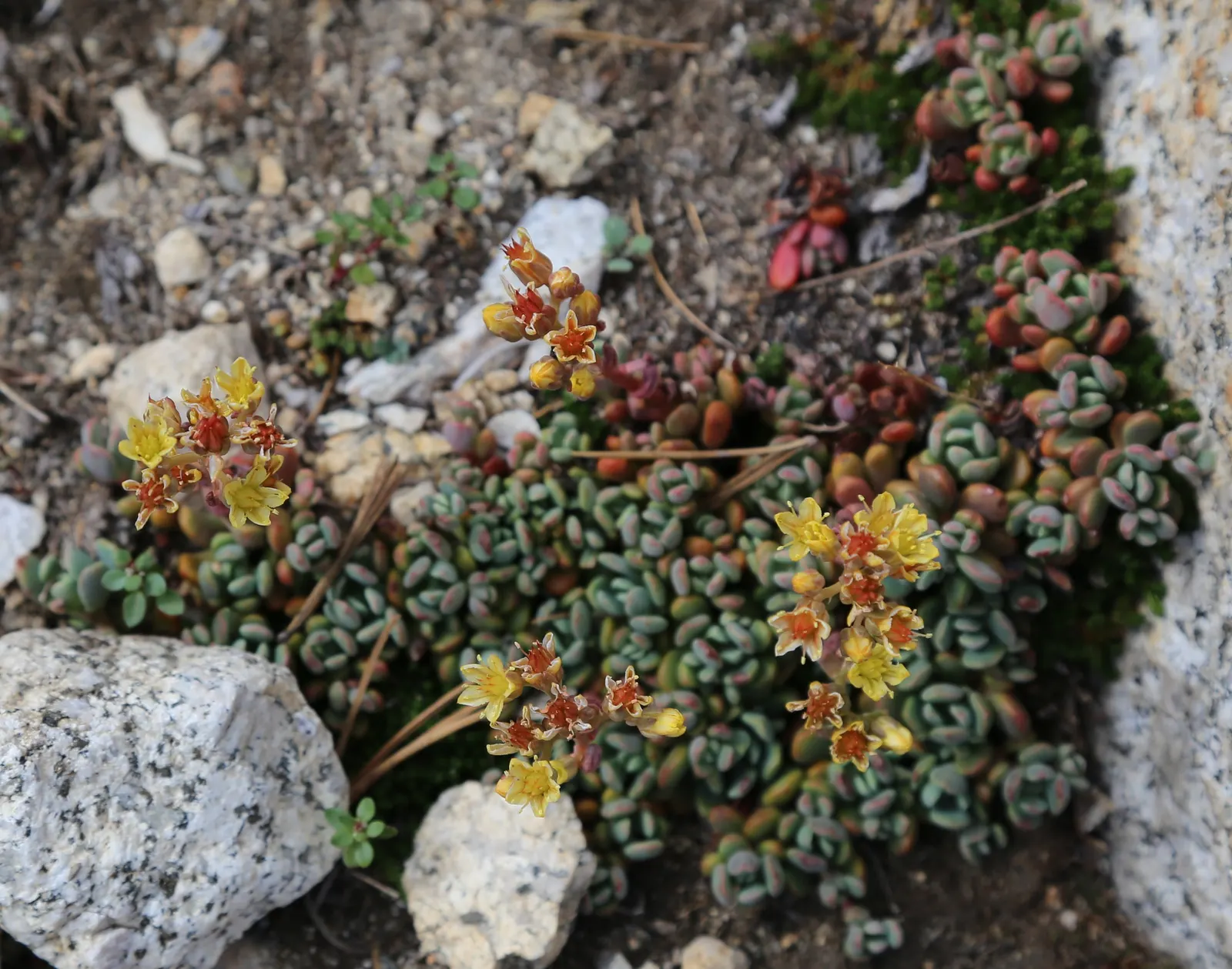 English Stonecrop (Sedum Anglicum) — evergreen perennial suited for rock gardens and borders; evergreen leaves that are typically about 0.5 inches, image 60