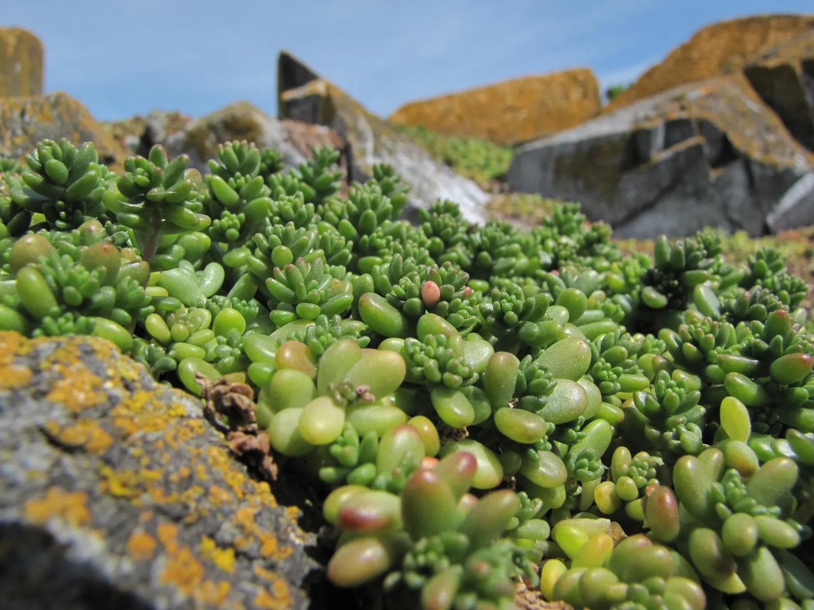 English Stonecrop (Sedum Anglicum) — The optimal growing zones for this hardy species are USDA zones 4 through 8