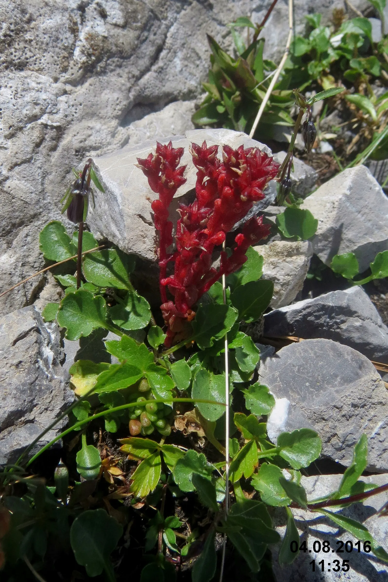 English Stonecrop (Sedum Anglicum) — contributing to the health of the garden ecosystem; allowing it to withstand temperatures as low as -30&deg;F, image 82