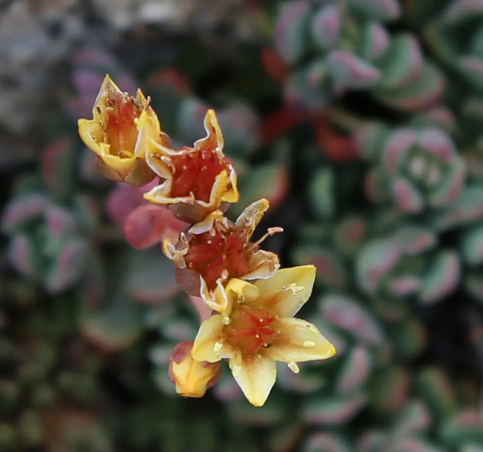 English Stonecrop (Sedum Anglicum) — evergreen perennial suited for rock gardens and borders