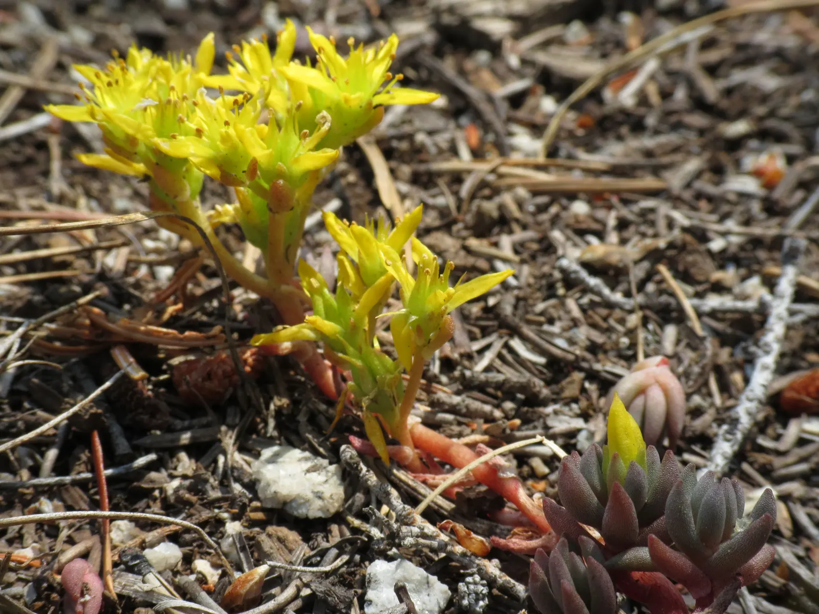 English Stonecrop (Sedum Anglicum) — To encourage a denser growth habit; ground cover / perennial with pink and purple and red blooms, image 79