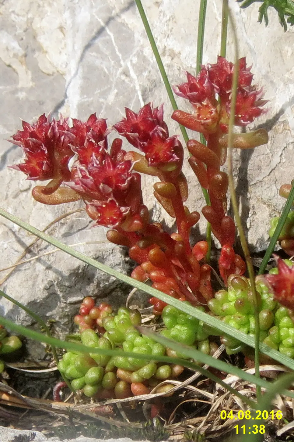 English Stonecrop (Sedum Anglicum) — evergreen leaves that are typically about 0.5 inches long; rising above its foliage on stems reaching up to 3 inches