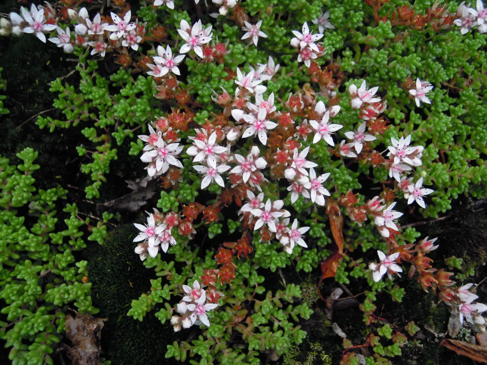 English Stonecrop (Sedum Anglicum) — The optimal growing zones for this hardy species are USDA zones 4 through 8; sedum anglicum ushers in clusters, image 77