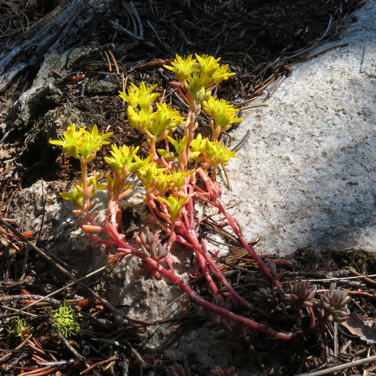 English Stonecrop (Sedum Anglicum) — allowing it to withstand temperatures as low as -30&deg;F; to encourage a denser growth habit, image 78