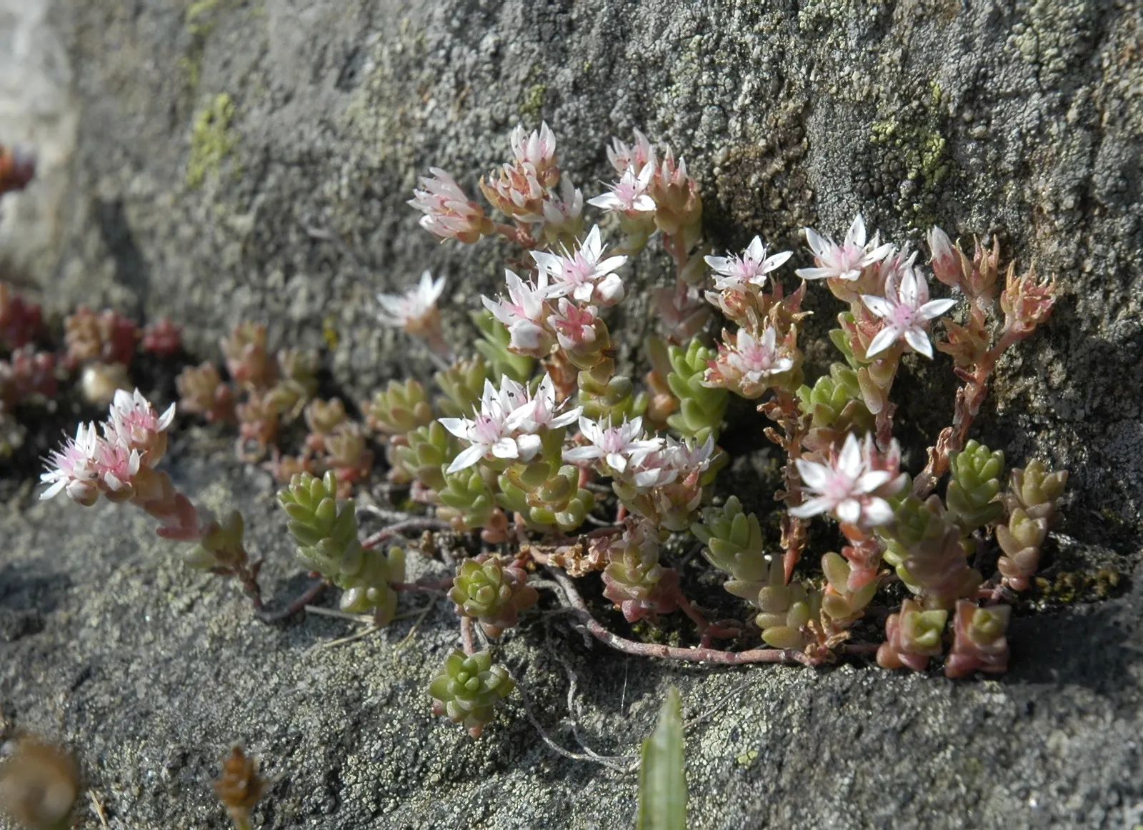 English Stonecrop (Sedum Anglicum) — perennial succulent ideally suited for rock gardens; contributing to the health of the garden ecosystem