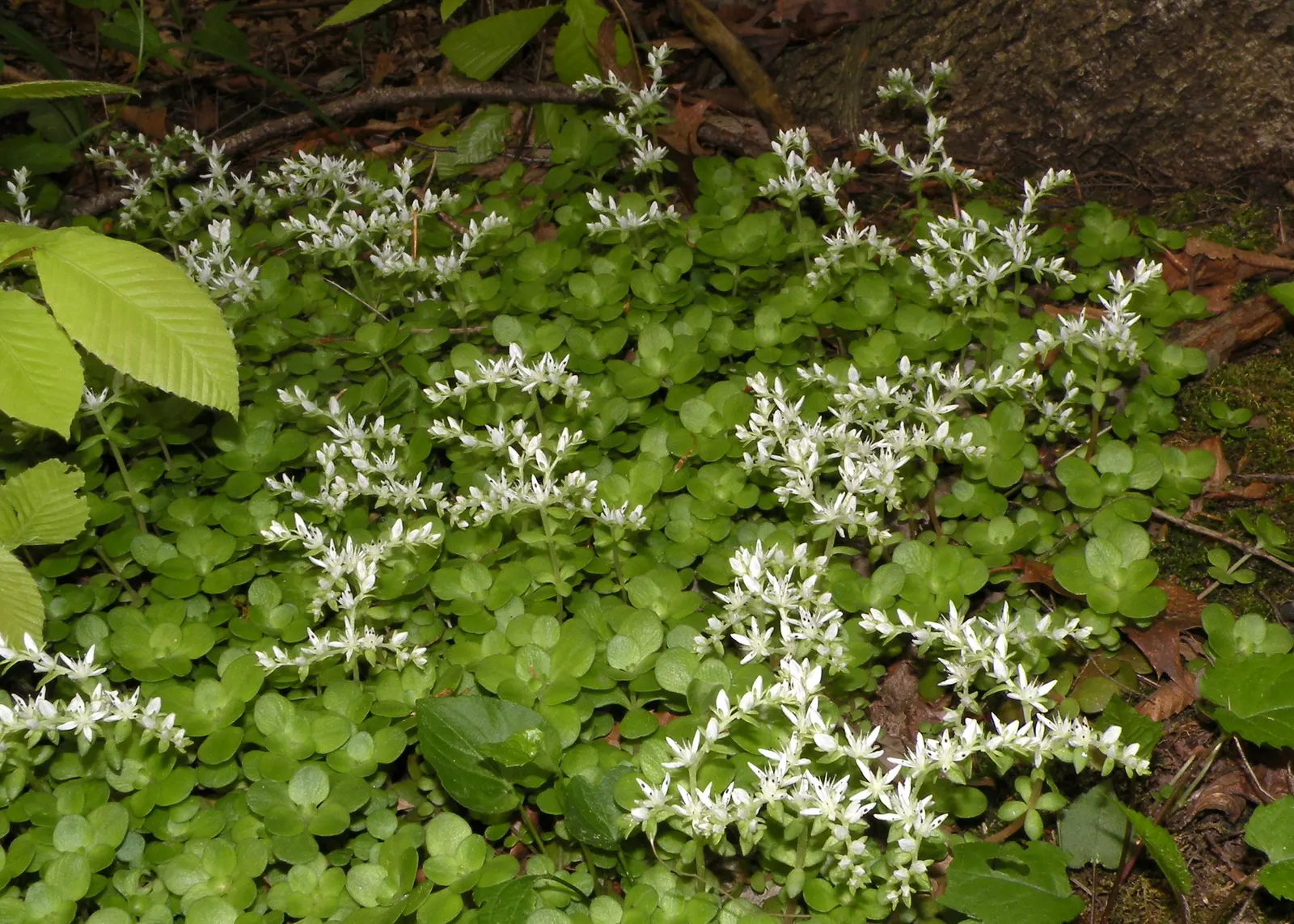 English Stonecrop (Sedum Anglicum) — allowing it to withstand temperatures as low as -30&deg;F; to encourage a denser growth habit