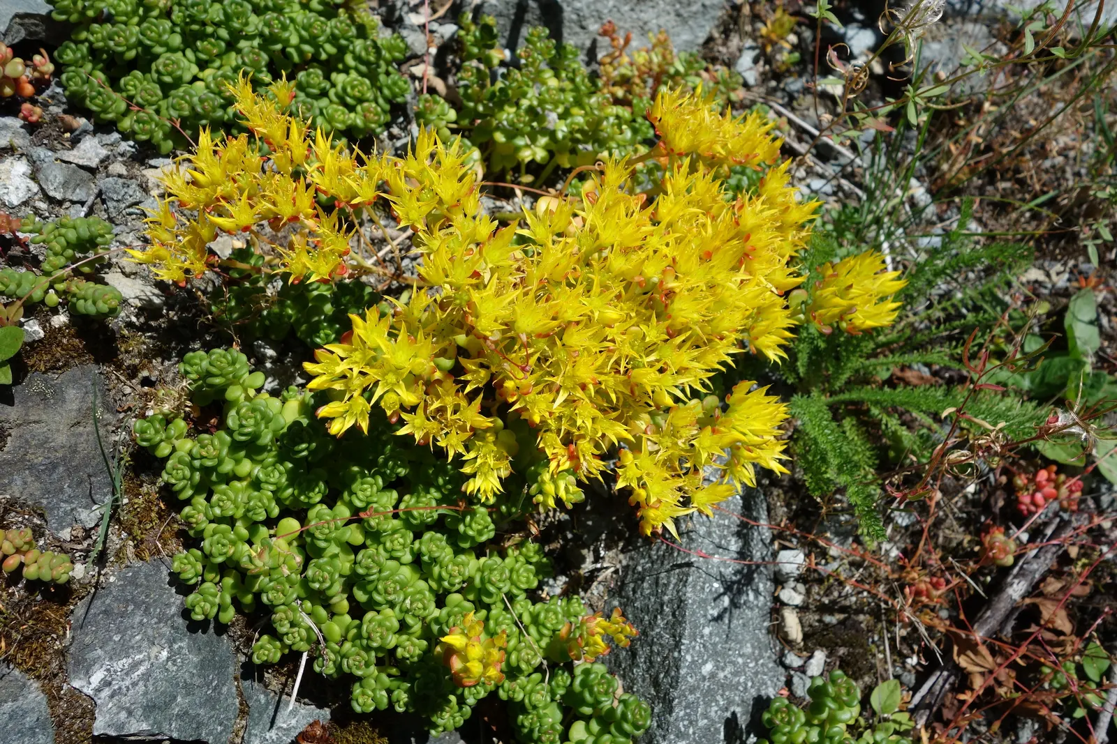 English Stonecrop (Sedum Anglicum) — providing excellent ground cover and attracting pollinators; this charming plant offers a textured carpet of fleshy