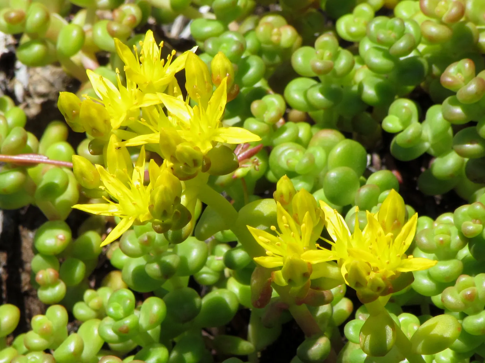 English Stonecrop (Sedum Anglicum) — This low-growing succulent reaches 3-5 inches tall, preferring full sun to part shade; gravelly soils and thrives in full