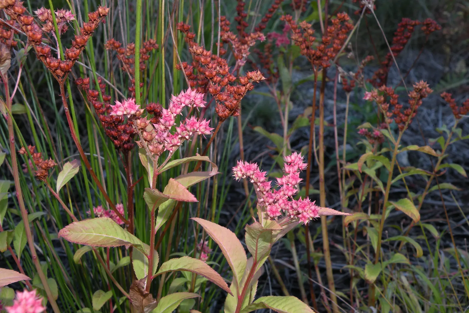 English Stonecrop (Sedum Anglicum) — and it's largely resistant to both deer and rabbits; pink and purple and red flowers in the garden