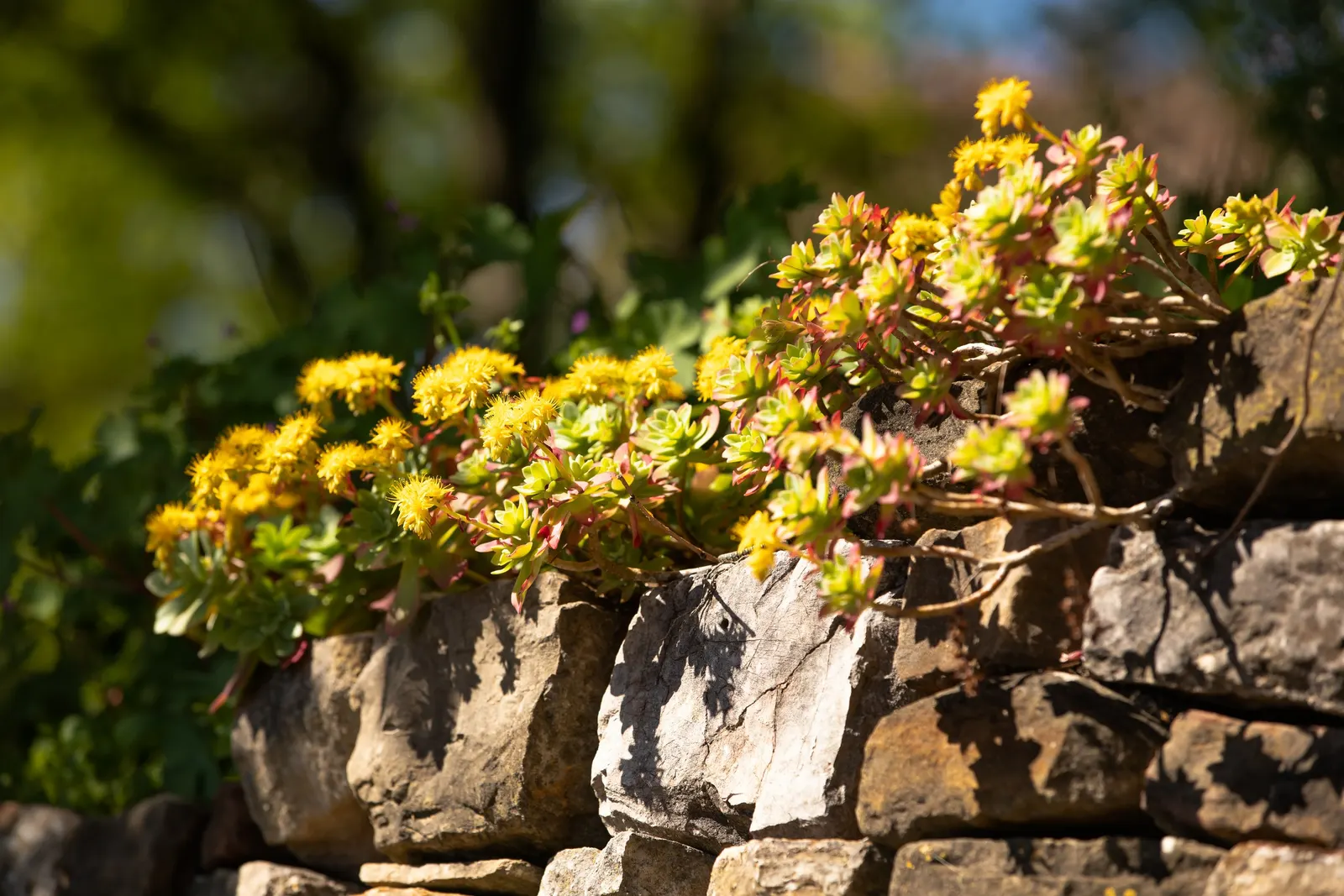 English Stonecrop (Sedum Anglicum) — spreading habit.<br><br>Educating the client; providing excellent ground cover and attracting pollinators, image 80