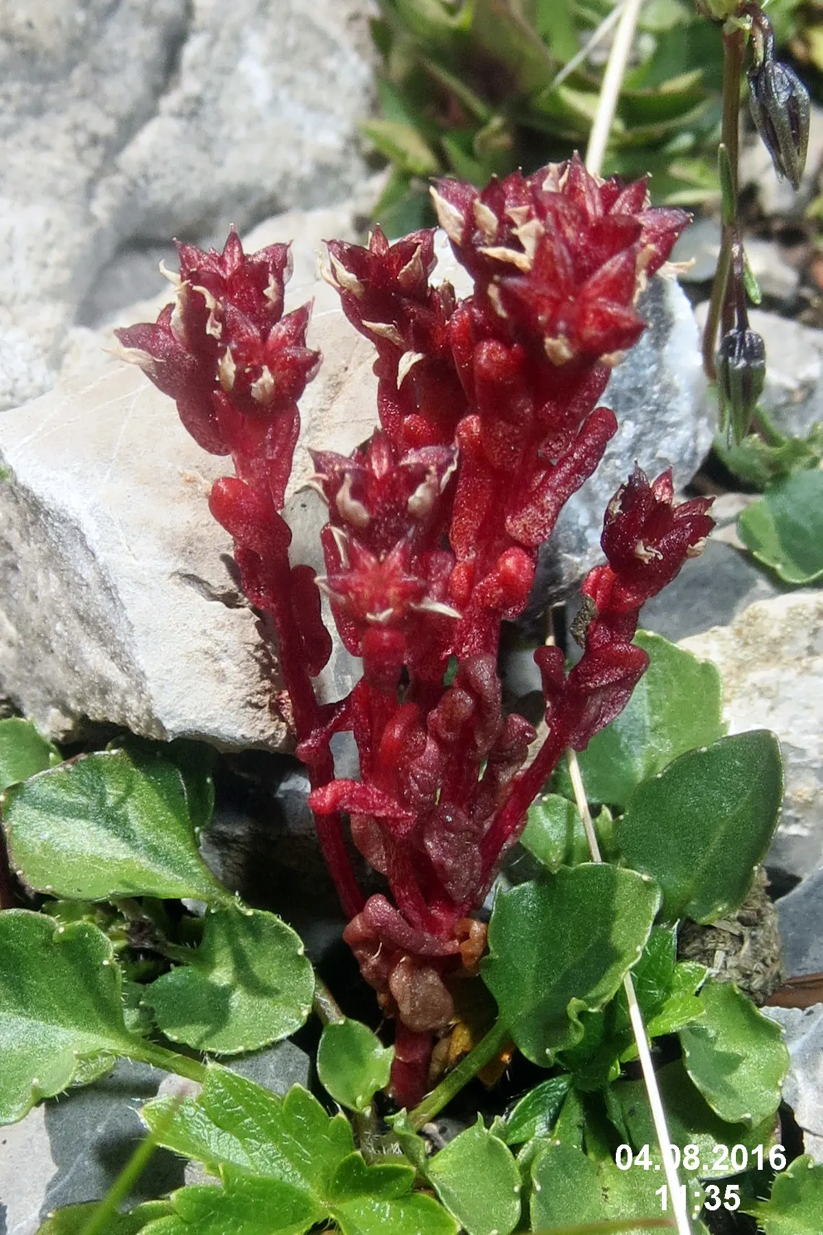 English Stonecrop (Sedum Anglicum) — It flaunts tiny, star-shaped, white-to-pink blooms in early summer