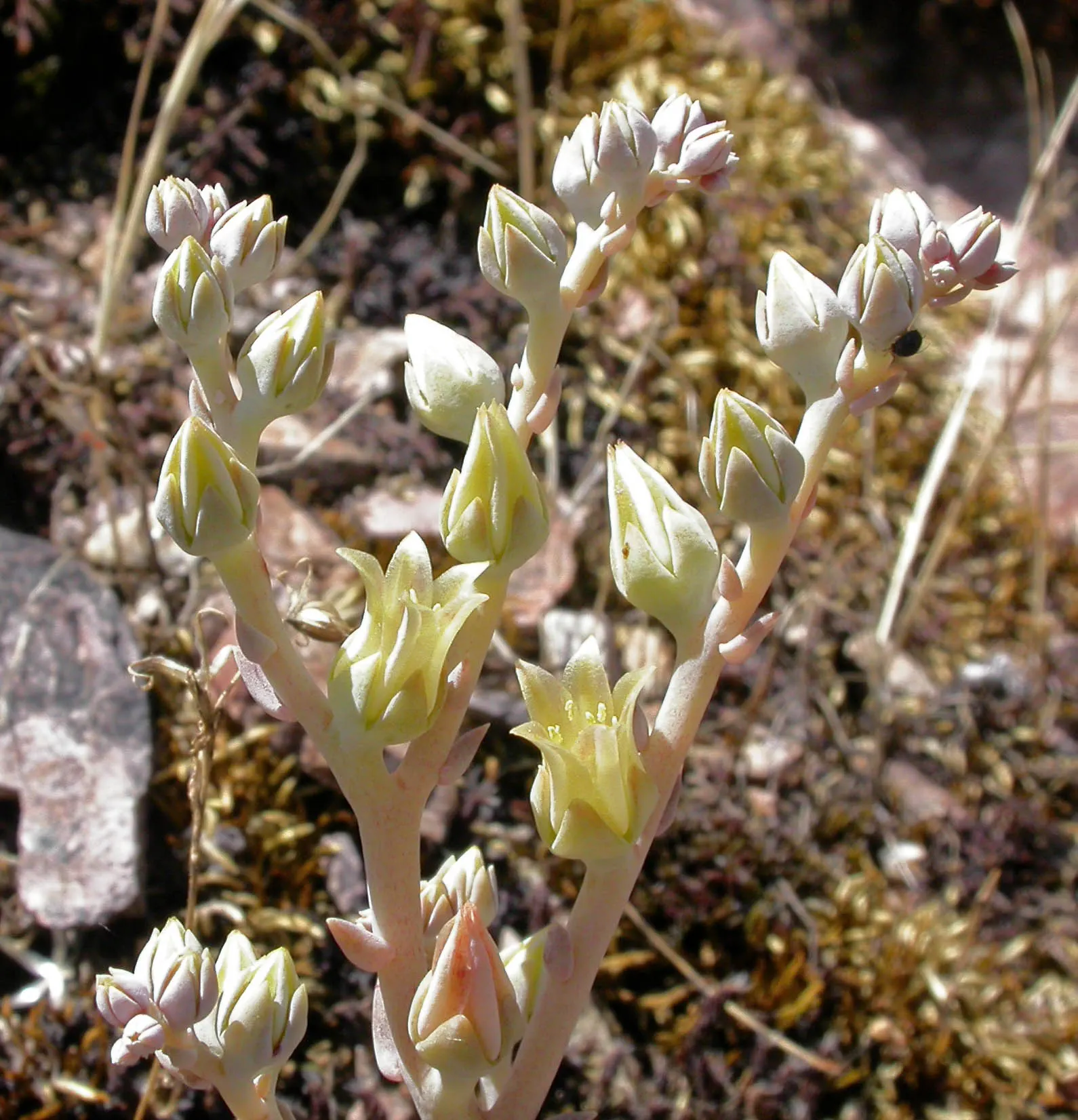 English Stonecrop (Sedum Anglicum) — Sedum anglicum ushers in clusters of star-shaped; perennial succulent ideally suited for rock gardens, image 72
