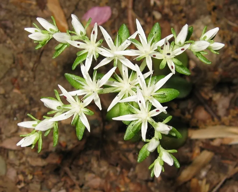 English Stonecrop (Sedum Anglicum) — ensuring that it continues to add beauty and structure to their garden over time; spreading up to 12 inches, image 84