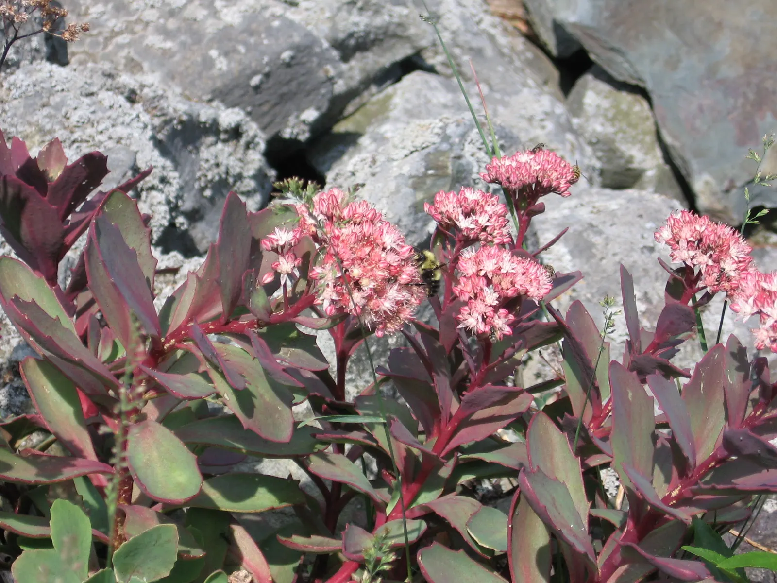 English Stonecrop (Sedum Anglicum) — or as a groundcover in xeriscaping design due to its drought tolerance and low-maintenance characteristics; evergreen
