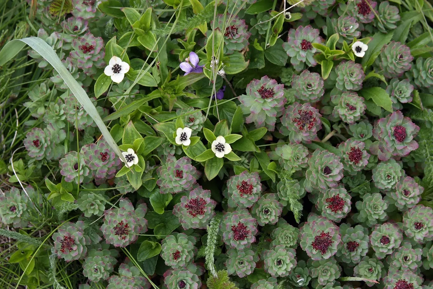 English Stonecrop (Sedum Anglicum) — allowing it to withstand temperatures as low as -30&deg;F