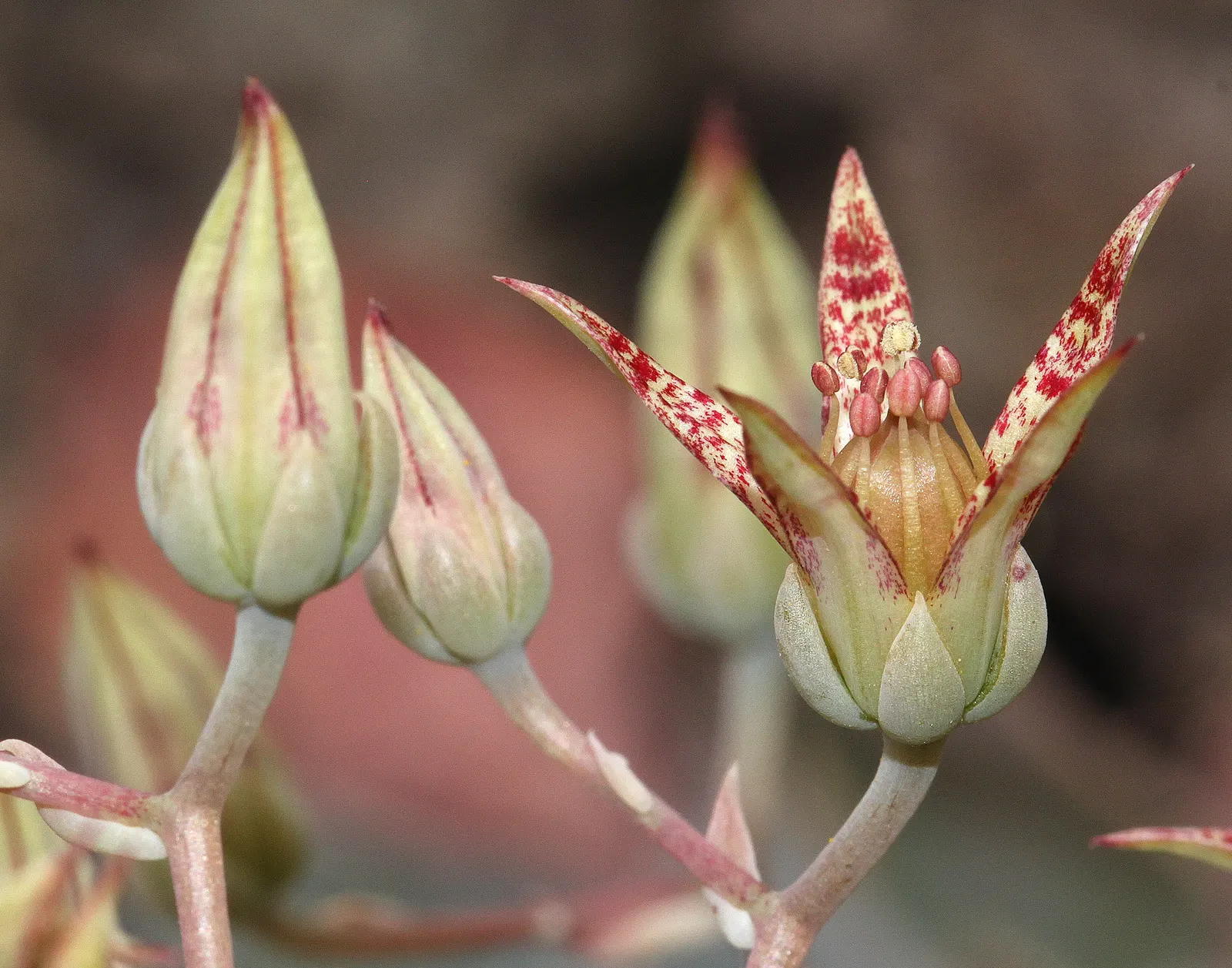 English Stonecrop (Sedum Anglicum) — arranged in rosettes that provide year-round interest
