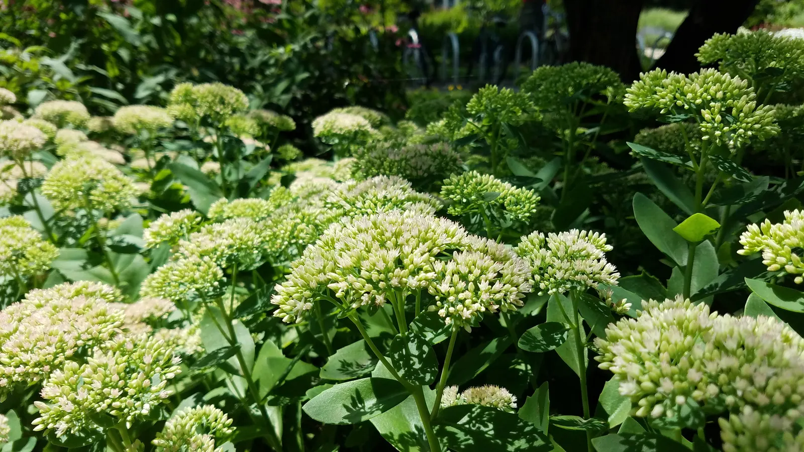 English Stonecrop (Sedum Anglicum) — particularly from June to August; english Stonecrop (Sedum anglicum) is a hardy