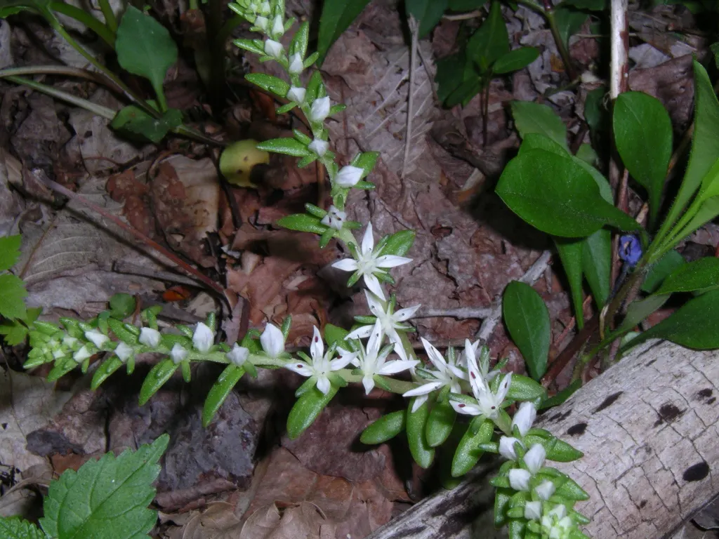 English Stonecrop (Sedum Anglicum) — English Stonecrop prefers well-drained; ground cover / perennial for full or half, image 75