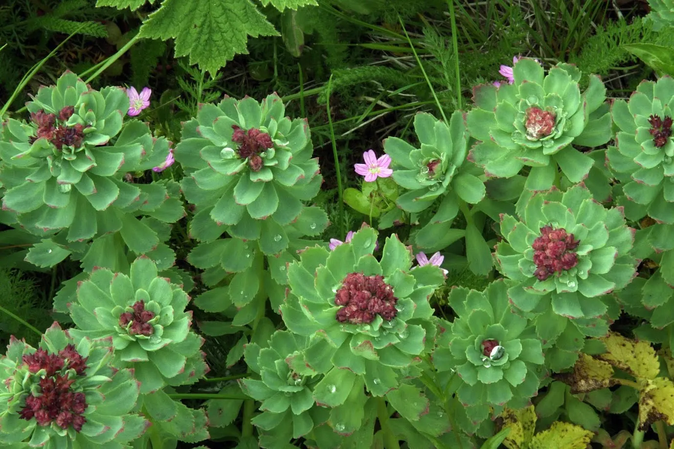 English Stonecrop (Sedum Anglicum) — ensuring that it continues to add beauty and structure to their garden over time