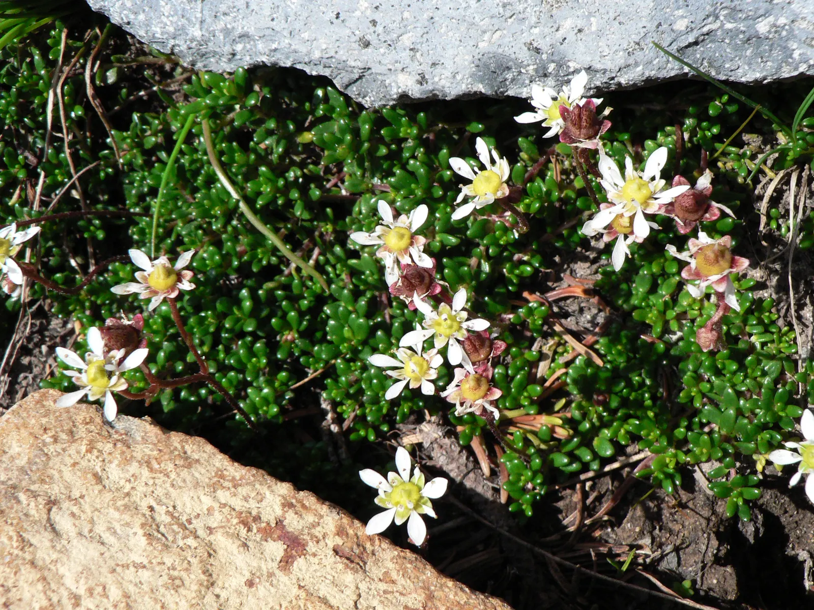 English Stonecrop (Sedum Anglicum) — This low-growing succulent reaches 3-5 inches tall, preferring full sun to part shade; gravelly soils and, image 61