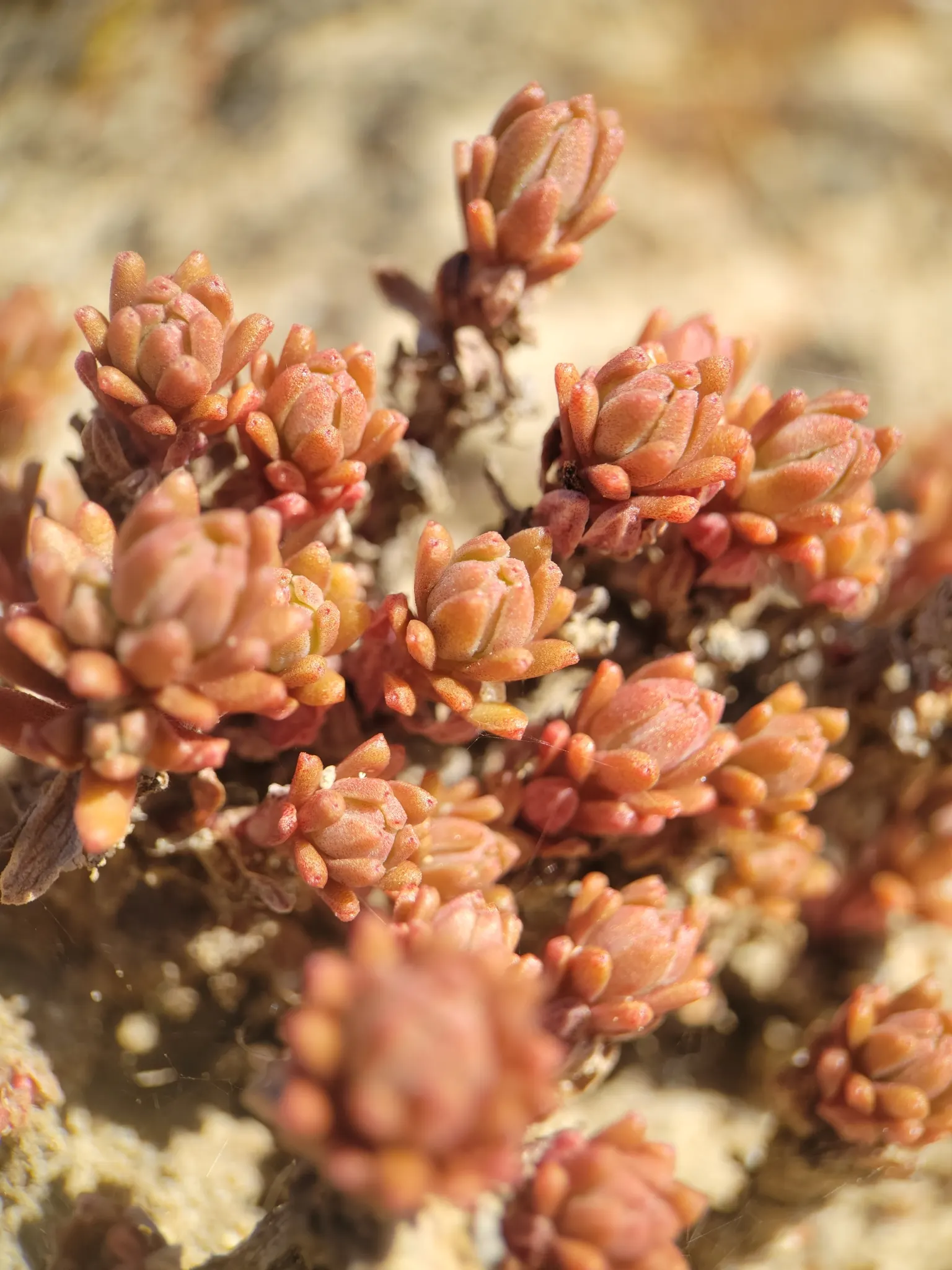 English Stonecrop (Sedum Anglicum) — particularly from June to August; english Stonecrop (Sedum anglicum) is a hardy, image 71