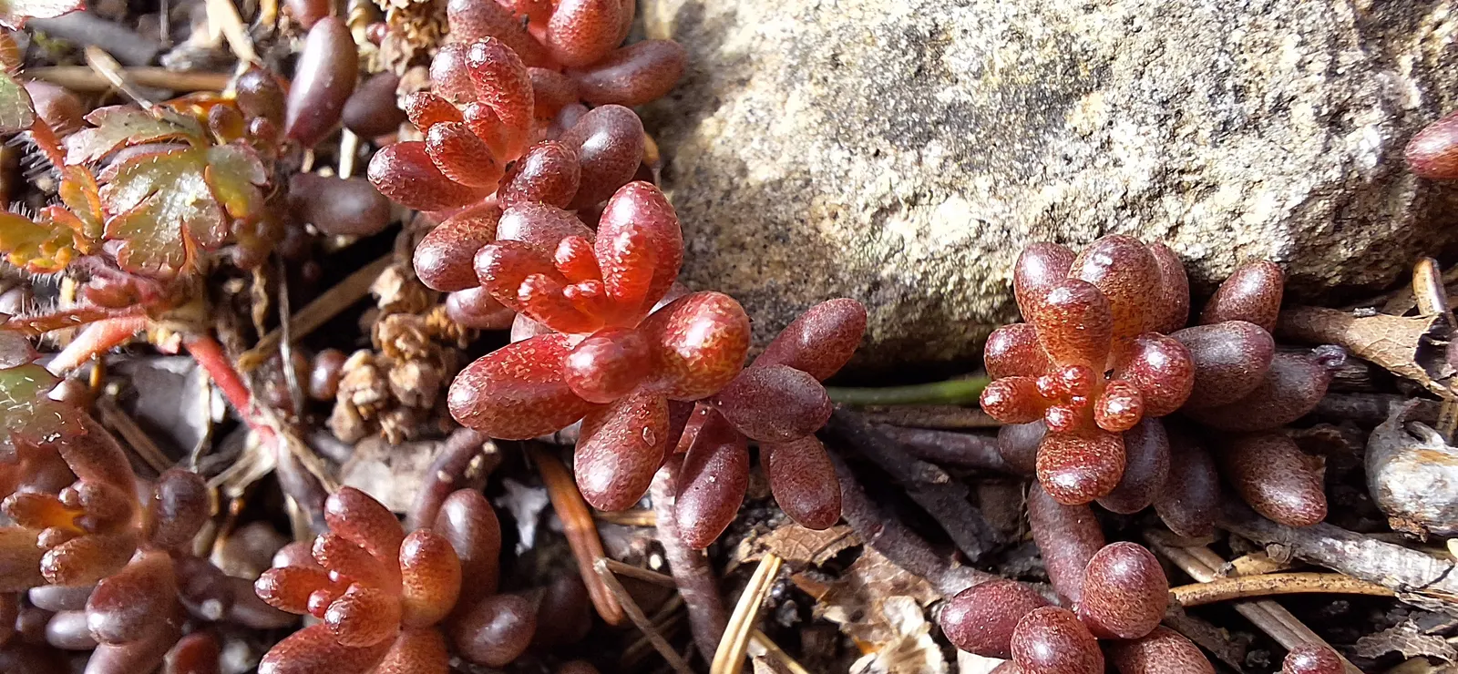 English Stonecrop (Sedum Anglicum) — and it's largely resistant to both deer and rabbits; pink and purple and red flowers in the garden, image 83