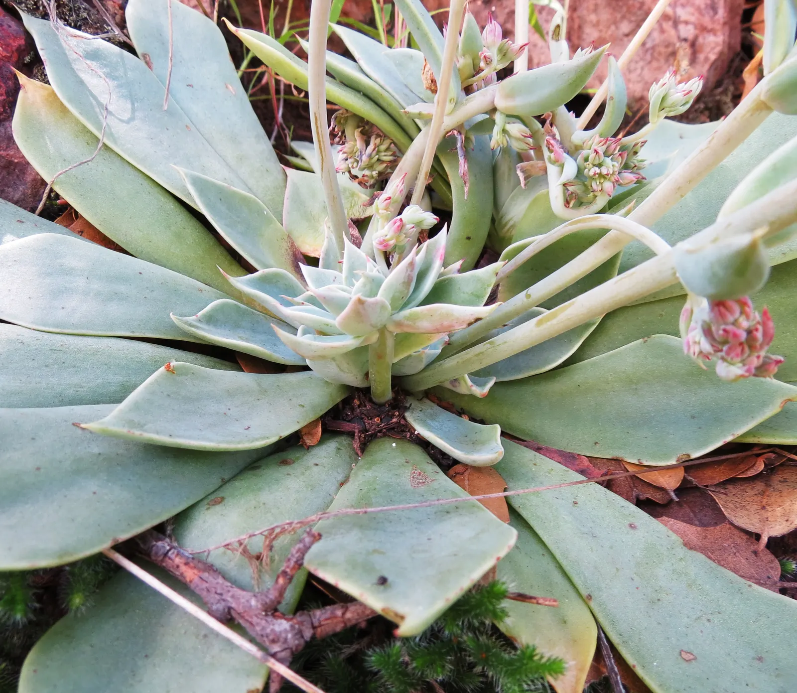 English Stonecrop (Sedum Anglicum) — English Stonecrop prefers well-drained