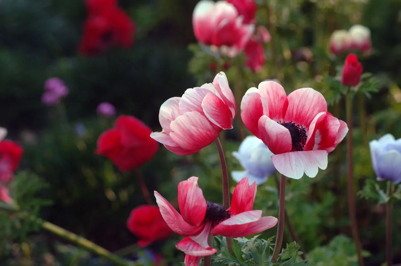 Pink California Poppy (Eschscholzia Californica `Rose Chiffon') — The Eschscholzia californica 'Rose Chiffon,' or Pink California Poppy