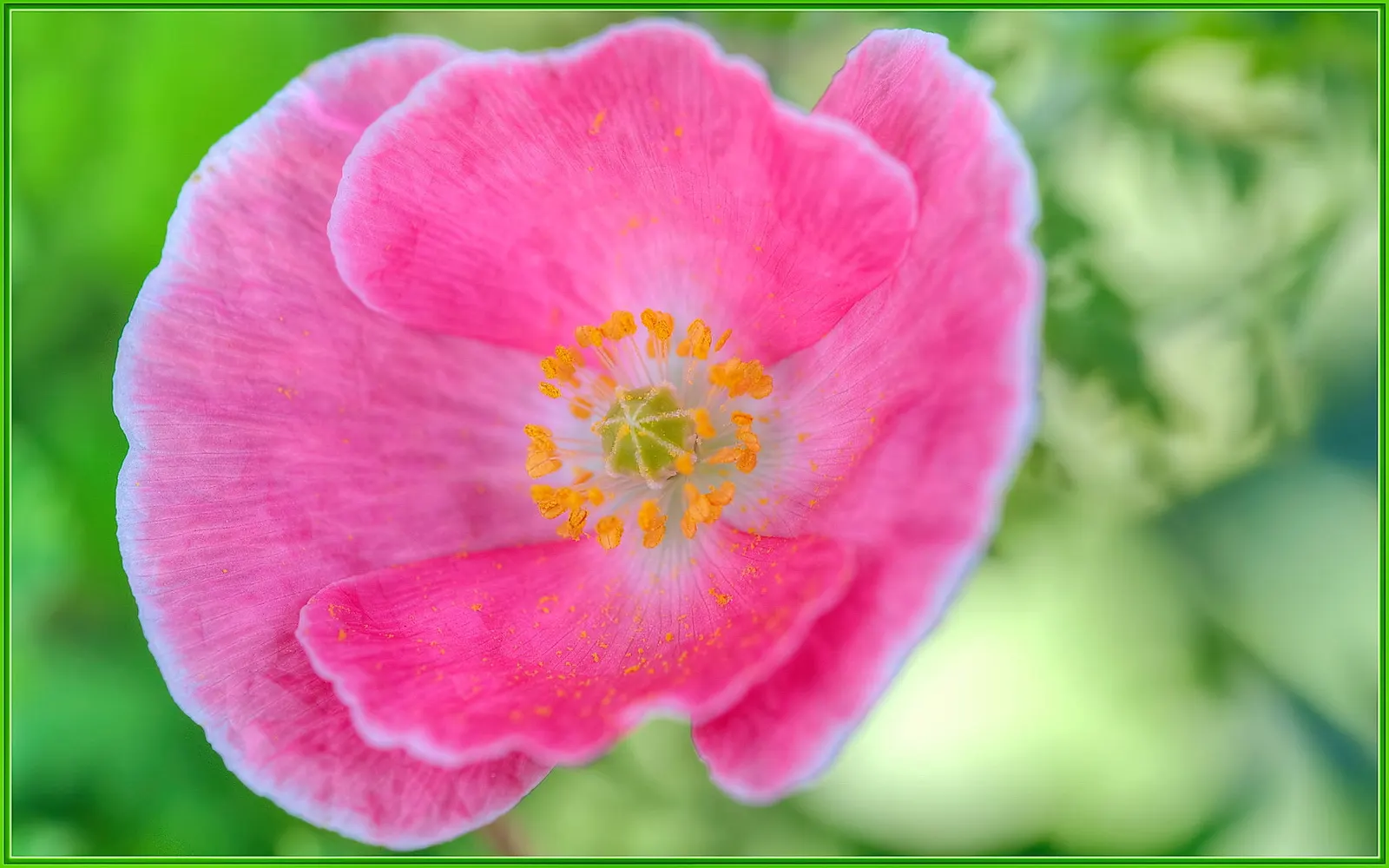 Pink California Poppy (Eschscholzia Californica `Rose Chiffon') — pink-hued blooms on stems reaching up to 12-18 inches tall
