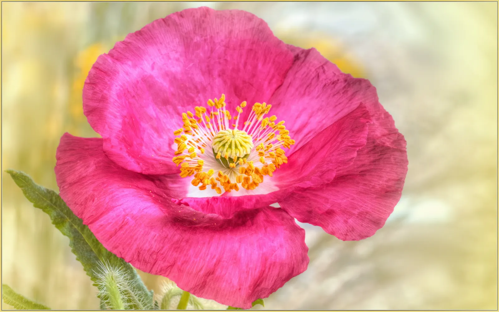 Pink California Poppy (Eschscholzia Californica `Rose Chiffon') — This perennial showcases feathery blue-green foliage, thriving in full sun and well-drained