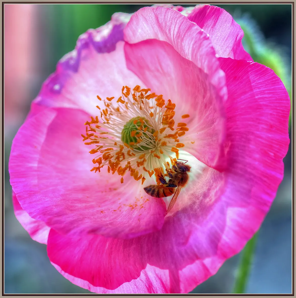 Pink California Poppy (Eschscholzia Californica `Rose Chiffon') — The Eschscholzia californica 'Rose Chiffon'
