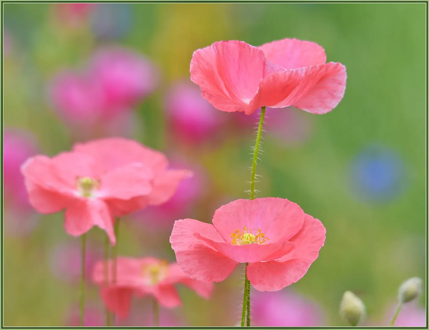 Pink California Poppy (Eschscholzia Californica `Rose Chiffon') — It's well adapted to poor
