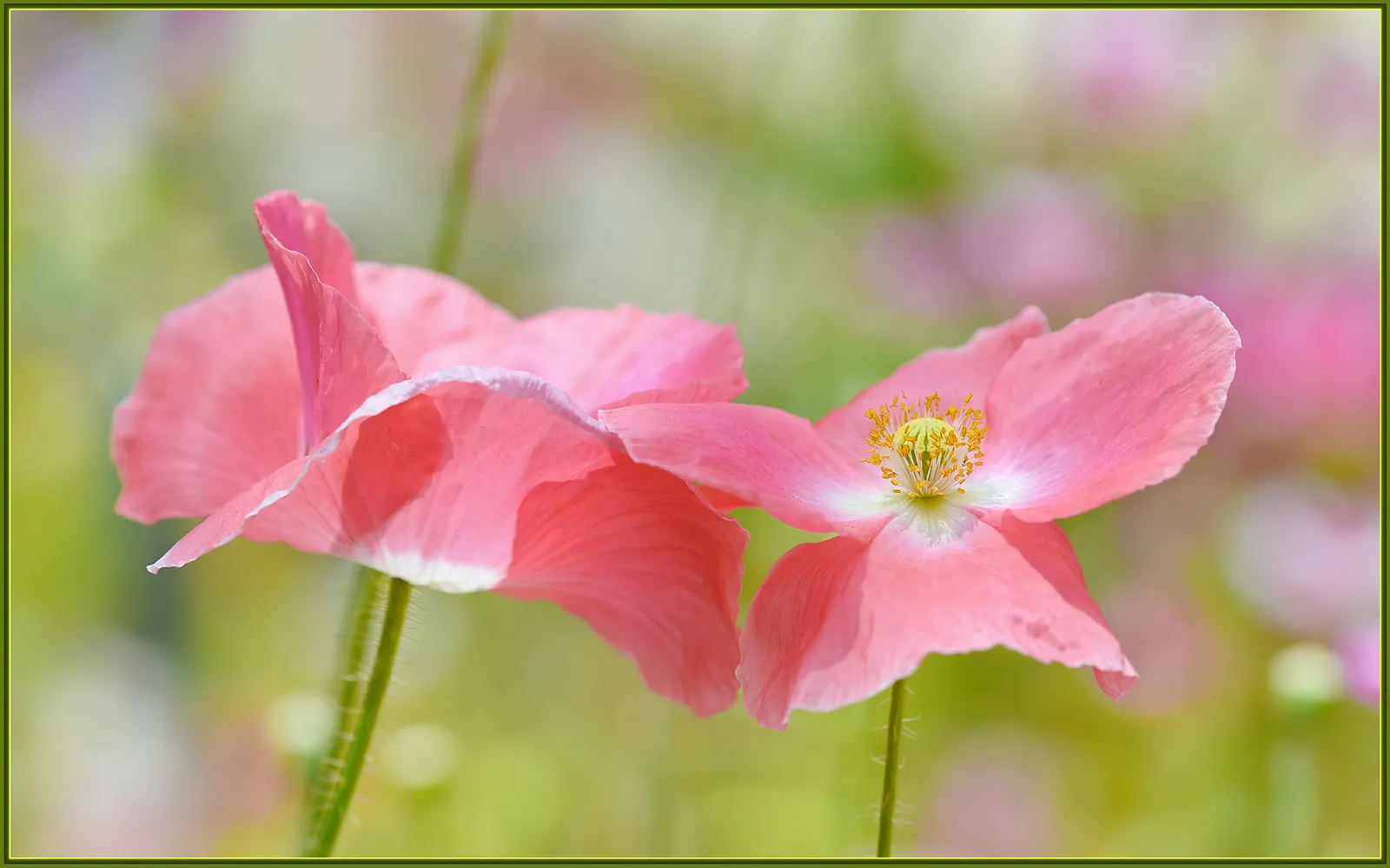 Pink California Poppy (Eschscholzia Californica `Rose Chiffon') — while the plant itself reaches a modest height of about 12 to 18 inches with an equal spread