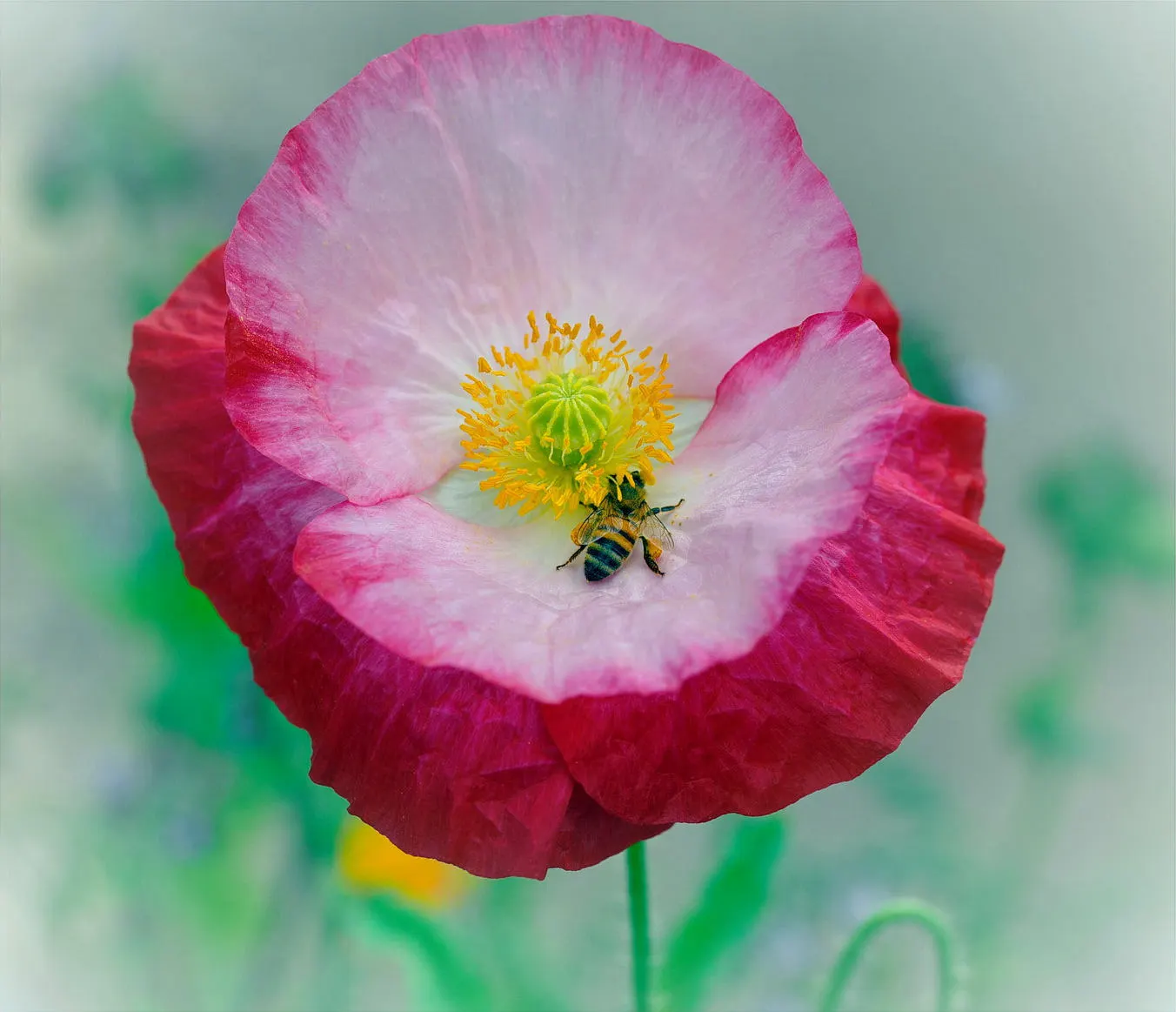 Pink California Poppy (Eschscholzia Californica `Rose Chiffon') — An excellent choice for adding a soft color contrast in low-maintenance gardens