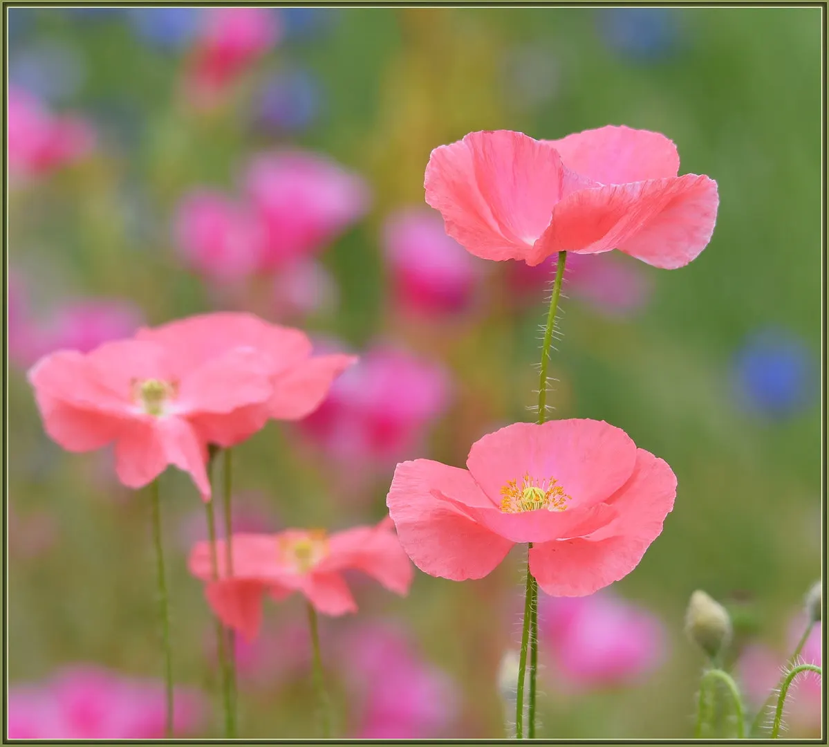 Pink California Poppy (Eschscholzia Californica `Rose Chiffon') — each flower spans approximately 2 to 3 inches across