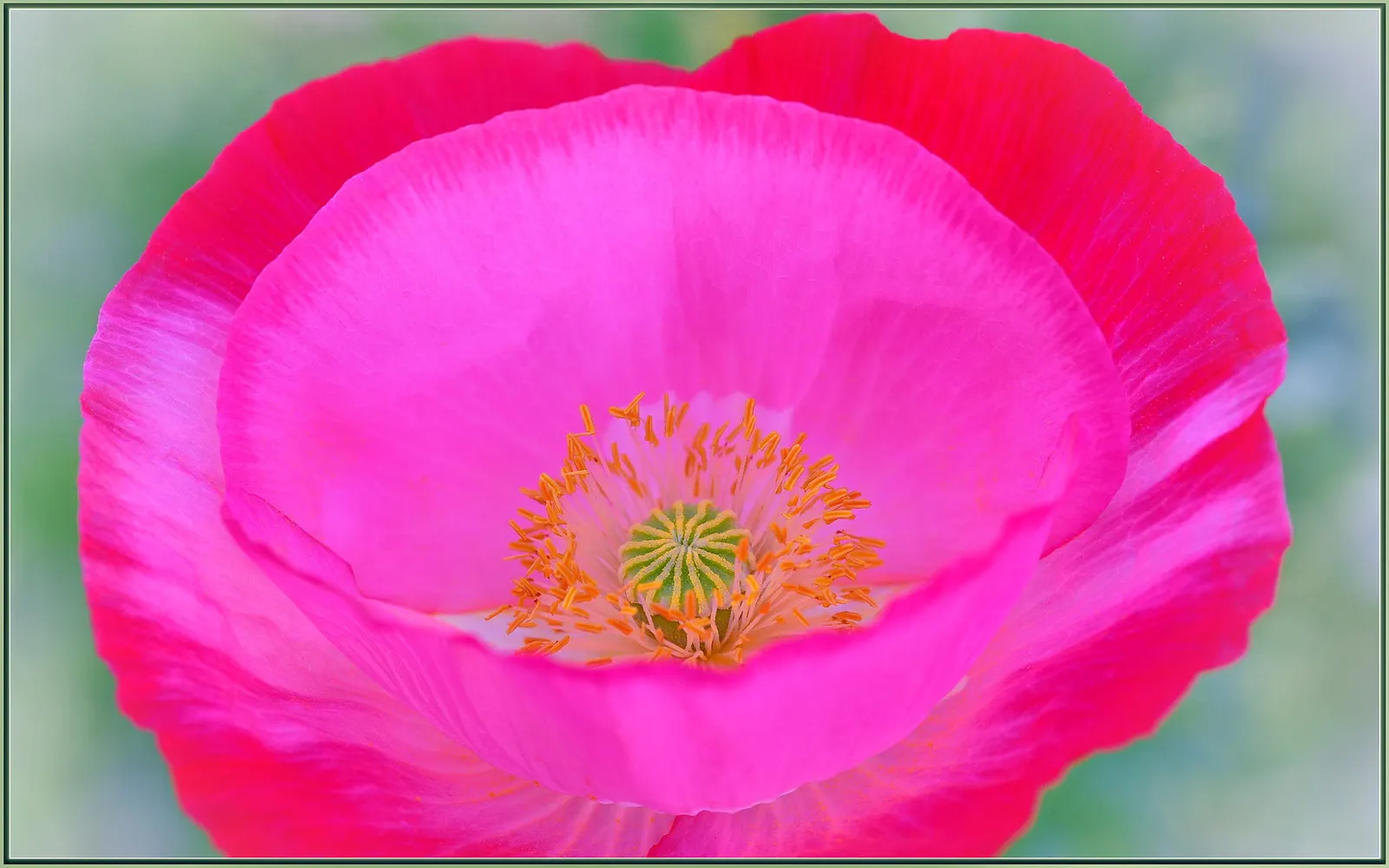 Pink California Poppy (Eschscholzia Californica `Rose Chiffon') — perfect for arid climates or xeriscaping